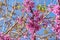 Flowering love tree with pink flowers