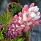 Flowering Lupin Plant From Above