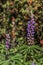 Flowering lupine