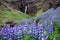 Flowering lupines by waterfall, Iceland