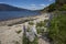 Flowering lupins along the Carretera Austral in Chile