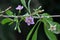 Flowering Lycium barbarum