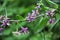 Flowering Lycium barbarum