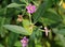 Flowering Lycium barbarum