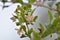 Flowering Lycium barbarum with powdery mildew