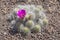 Flowering magenta cactus