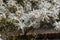 Flowering Magnolia Soulangiana, Spring Pink Flowers