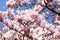 Flowering magnolia tree