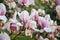 flowering magnolia tree with large pink flowers slightly frost damaged