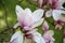 flowering magnolia tree with large pink flowers slightly frost damaged