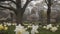 Flowering magnolias and daffodils in the distance brighten up a gray day in Cleveland\\\'s Lake