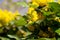 Flowering Mahonia aquifolium. Mahonia is a species of flowering plant in the family Berberidaceae, native to western North America