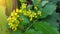 Flowering Mahonia aquifolium Oregon grape.