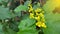 Flowering Mahonia aquifolium Oregon grape.