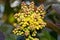 Flowering Mahonia aquifolium. Oregon-grape yellow blossom