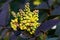 Flowering Mahonia aquifolium. Oregon-grape yellow blossom