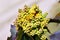 Flowering Mahonia aquifolium. Oregon-grape yellow blossom