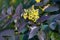 Flowering Mahonia aquifolium. Oregon-grape yellow blossom