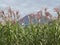 Flowering maize plants, Austria.