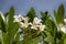 Flowering mango