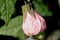 Flowering Maple, Abutilon hybridum