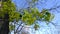 Flowering maple branch against the sky