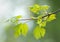 Flowering maple branch in spring