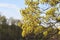 Flowering maple tree