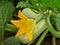 Flowering marrow