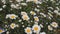 Flowering meadow blooming Chamomile background in summer nature