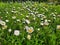 Flowering meadow daisies green grass