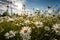 Flowering meadow, daisies under the sun. Bees buzzing., generative IA