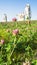 Flowering meadow in front of the Memorial of the glorious Heroes of Panfilov division, Dubosekovo, Moscow region, Russia.