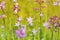 Flowering meadow with purple bells and grass