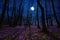Flowering meadow with purple crocus or saffron flowers in moonlight against an oak forest background, amazing night landscape