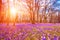 Flowering meadow with a purple crocus or saffron flowers in sunlight against an oak forest background, amazing sunny landscape