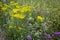 Flowering meadow in Russia. Infinite field. Different herbs and flowers in field