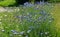 A flowering meadow is sown between the parking lot and the road. near the region there is a wooden house as accommodation and layi