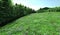 Flowering Meadow and Stream