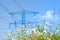 Flowering meadow with summer flowers  and grass against electricity pylons  and blue sky with clouds. Selective focus