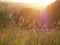 Flowering meadow at sunset