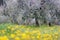 Flowering meadow under olive trees