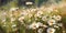 Flowering meadow white daisies, watercolor painting