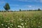 Flowering meadow. Wildflowers and green grass.