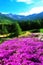 Flowering meadows in the mountains.