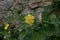 The flowering medicinal plant is cleaned against the background of stone shell laying, woven down the bottom