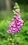 Flowering medicinal plant Foxglove in the forest