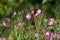 Flowering medicinal plant Ivan tea or willow, epilobium on the field.