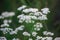 Flowering medicinal plant Yarrow Achillea millefolilium.