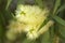 Flowering Melaleuca pallida, lemon bottlebrush